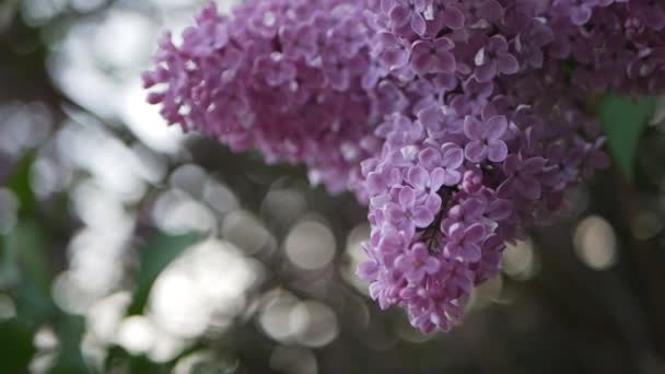 Lila Parque Primavera Lila Floreciente Con Flores Exuberantes Hermosas Fondo — Vídeo de stock