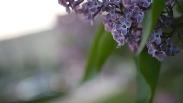 Lila Een Park Voorjaarsbijeenkomst Bloeiende Lila Met Weelderige Mooie Bloemen — Stockvideo