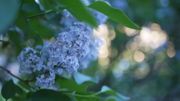 Flieder Einem Frühlingspark Ein Fliederzweig Den Strahlen Der Untergehenden Sonne — Stockvideo