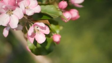 Bahar, güneşli bir gün, gelişen bir bahçe. Beyaz-Pembe çiçek çiçekli zaman bir elma ağacı üzerinde. Bahar ruh hali.