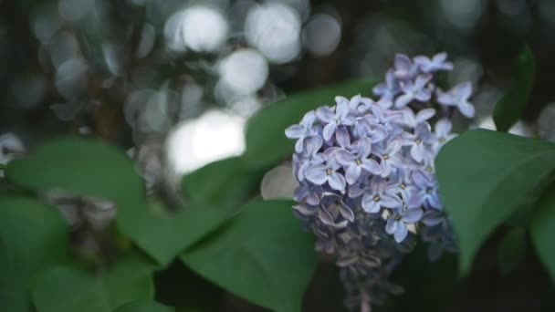 Lilas Dans Parc Printanier Une Branche Lilas Dans Les Rayons — Video