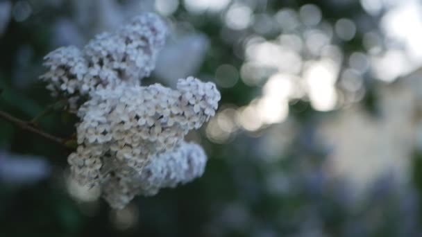 春公園 夕日の光線でライラックの枝のライラック 春の気分 — ストック動画