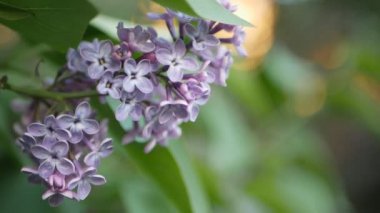 Leylak bir bahar Parkı - batan güneş ışınlarının leylak dalı. Bahar ruh hali.