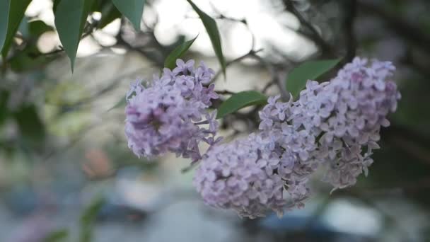 Lilac Spring Park Branch Lilac Rays Setting Sun Spring Mood — Stock Video