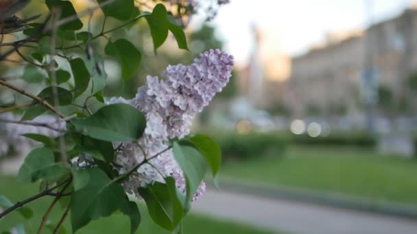 Tavaszi Park Egy Ága Lenyugvó Nap Sugaraiban Lila Orgona Tavaszi — Stock videók