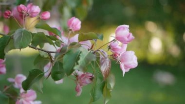 Bahar, güneşli bir gün, gelişen bir bahçe. Beyaz-Pembe çiçek çiçekli zaman bir elma ağacı üzerinde. Bahar ruh hali.