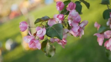 Bahar, güneşli bir gün, gelişen bir bahçe. Beyaz-Pembe çiçek çiçekli zaman bir elma ağacı üzerinde. Bahar ruh hali.
