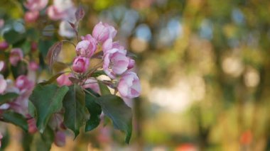 Bahar, güneşli bir gün, gelişen bir bahçe. Beyaz-Pembe çiçek çiçekli zaman bir elma ağacı üzerinde. Bahar ruh hali.