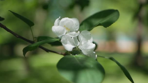 Jabloň Květu Slunečný Den Parku Jaře Jarní Nálada Svěží Bílé — Stock video