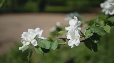 Güneşli bir bahçe çiçekli ağaç. Bahar Bahçe, elma ağacı çiçek açan. 