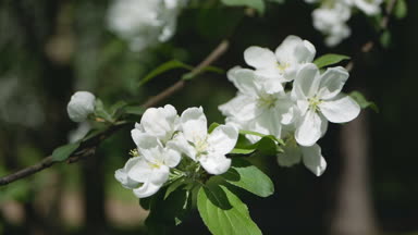 Elma ağacı çiçek - bir bahar Parkı güneşli bir günde. Bahar ruh - gür beyaz çiçekler ağaçlar dallar.
