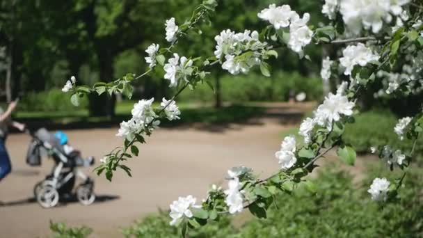 Цветущее Дерево Солнечном Саду Весенний Сад Цветущие Яблони — стоковое видео