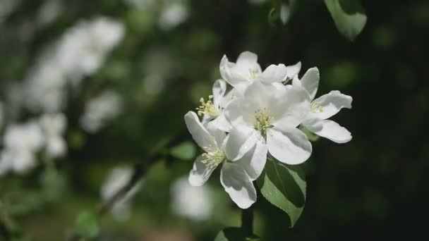Virágzó Egy Napfényes Kertben Tavaszi Kert Virágzó Almafa — Stock videók