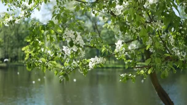 春の公園内開花ツリー 春の風景 公園の池の前に咲いてリンゴの木 — ストック動画