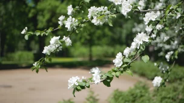 Manzano Flor Día Soleado Parque Primaveral Humor Primaveral Las Flores — Vídeos de Stock