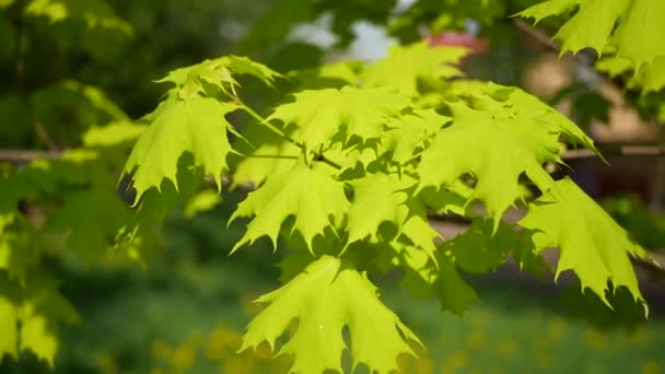 タンポポと草の背景に明るい緑の春のもみじ 木に春紅葉は晴れた日 市です — ストック動画