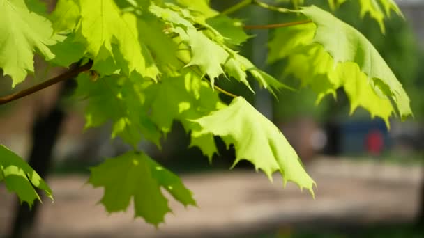 春枫以鲜艳的绿叶为背景 以蒲公英为草 树上的春天的叶子是城市中一个晴朗的日子 — 图库视频影像