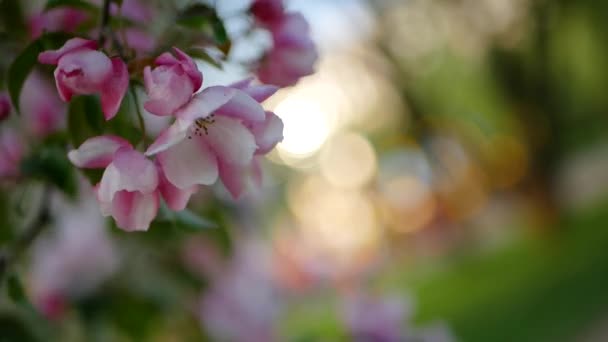 Våren Solig Dag Blomstrande Trädgård Vit Rosa Blommor Ett Äppelträd — Stockvideo