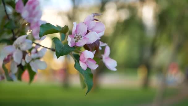 阳光明媚的日子 一个欣欣向荣的花园 白色粉红色花开花的时间在树上的苹果 春天的心情 — 图库视频影像