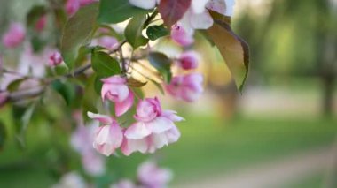 Bahar, güneşli bir gün, gelişen bir bahçe. Beyaz-Pembe çiçek çiçekli zaman bir elma ağacı üzerinde. Bahar ruh hali.