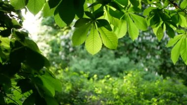 Bahar peyzaj - bir bahar parkta bir kestane ağacı. Rüzgara karşı bahar güneş park arka plan ağaç dalları sway.