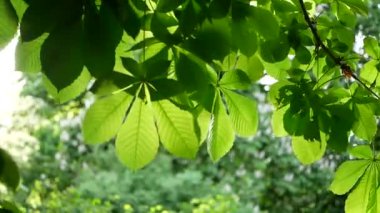 Bahar peyzaj - bir bahar parkta bir kestane ağacı. Rüzgara karşı bahar güneş park arka plan ağaç dalları sway.