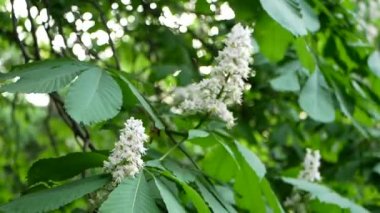 Bahar peyzaj - bir bahar parkta blooming bir kestane ağacı. Rüzgara karşı bahar güneş park arka plan ağaç dalları sway.