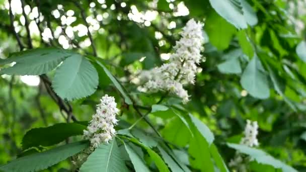 Paisagem Primavera Uma Castanha Florescente Parque Primavera Ramos Árvore Oscilam — Vídeo de Stock