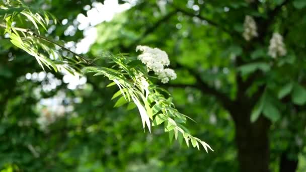 春の風景 都市公園における開花ツリー 春の太陽公園の背景に風に揺れる木の枝 — ストック動画