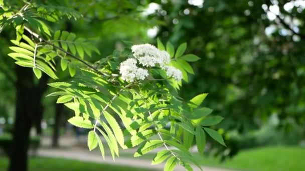 Весняний Пейзаж Квітуче Дерево Міському Парку Гілки Дерева Ширяють Вітрі — стокове відео