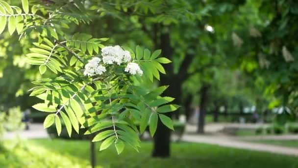 Весенний Пейзаж Цветущее Дерево Городском Парке Ветви Дерева Качаются Ветру — стоковое видео