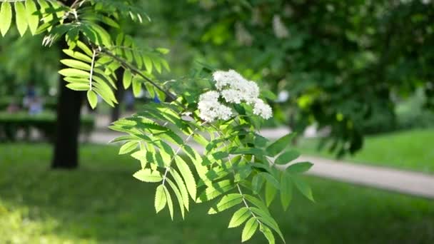 Paisagem Primavera Uma Árvore Florescente Parque Cidade Ramos Árvore Oscilam — Vídeo de Stock