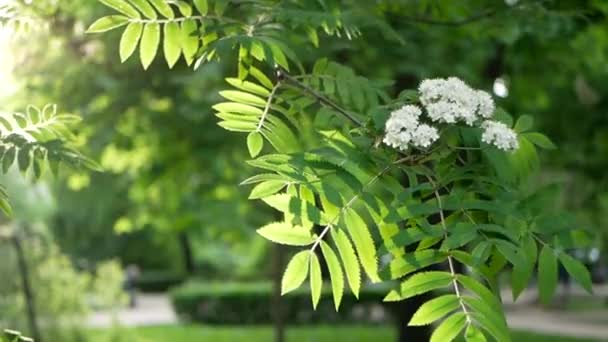 Våren Landskap Ett Blommande Träd Stadspark Grenarna Trädet Svajar Vinden — Stockvideo