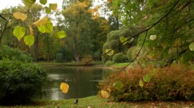 Sonbahar manzarası. Güneşli bir ormanda güzel bir ağaç. İnanılmaz manzara - sonbahar parkında ağaçta renkli yapraklar.