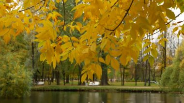 Sonbahar manzarası. Güneşli bir ormanda güzel bir ağaç. İnanılmaz manzara - sonbahar parkında ağaçta renkli yapraklar.
