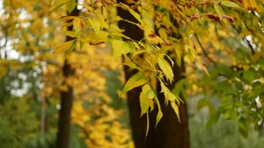 Autumn Park. Parlak sarı yapraklar güneşte parlıyor. Güneşli güzel bir gün. Sonbahar parkına bir yaprak düştü..