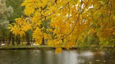 Sonbahar manzarası. Güneşli bir ormanda güzel bir ağaç. İnanılmaz manzara - sonbahar parkında ağaçta renkli yapraklar.