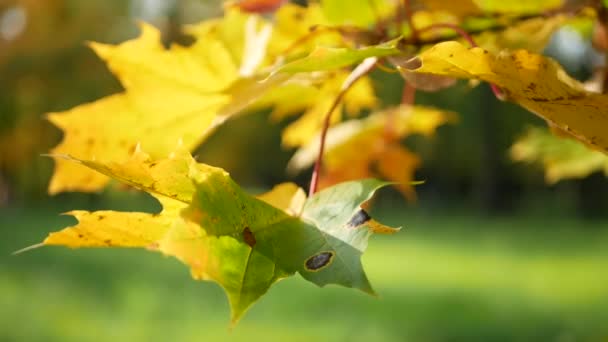 Autumn Park Jasně Žluté Listy Září Slunci Krásný Slunečný Den — Stock video