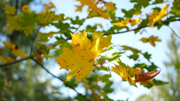 Осінній Парк Яскраво Жовте Листя Світить Сонці Чудовий Сонячний День — стокове відео