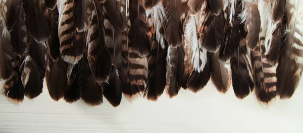 Φτερά Γεράκι Φόντο Καφέ Και Speckled Φτερά Που Επιβάλλονται Ένα — Φωτογραφία Αρχείου
