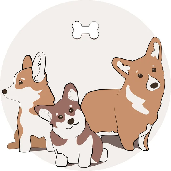 Corgi Honden Van Verschillende Kleuren Leuke Illustratie Met Huisdieren — Stockvector
