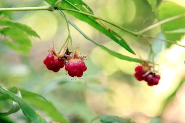 Yabani ahududu bir dalda yetişir.