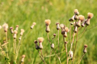Devedikeni çiçekleri - dikenler büyür ve çiçek açar
