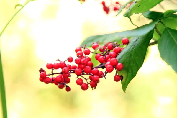 Bacche Rosse Foresta Crescono Ramo Biancospino Selvatico — Foto Stock