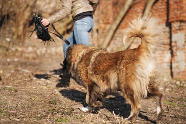 Kafkas çoban köpeği açık dış portre bir muhteşem bahar gün
