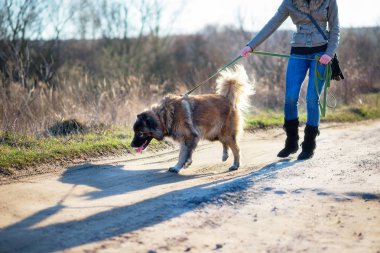 Kafkas çoban köpeği açık dış portre bir muhteşem bahar gün