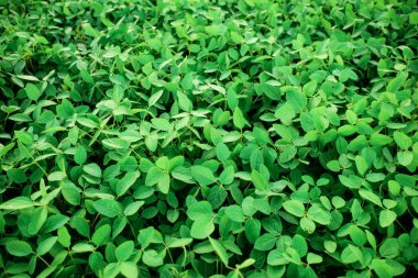 Arkaplan için su damlaları olan yeşil yaprak