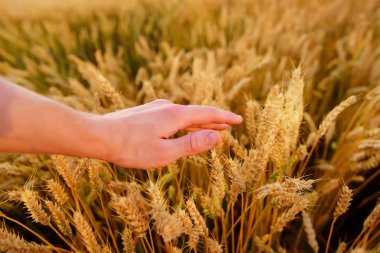 Buğday adamın eli kulağında. Günbatımı hasat sahada