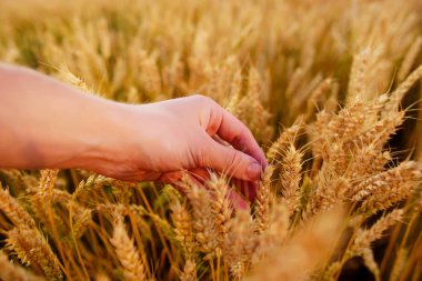 Buğday adamın eli kulağında. Günbatımı hasat sahada