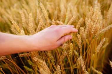 Buğday adamın eli kulağında. Günbatımı hasat sahada